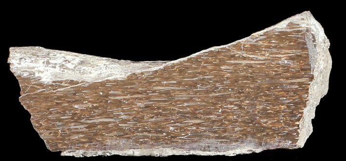 Polished Pliosaur (Liopleurodon) Bone - England #53479